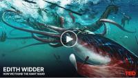 How We Found The Giant Squid